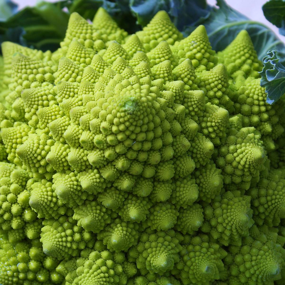 Promesse de Fleurs - Chou Brocoli Romanesco le sachet de 200 graines environ (1g)