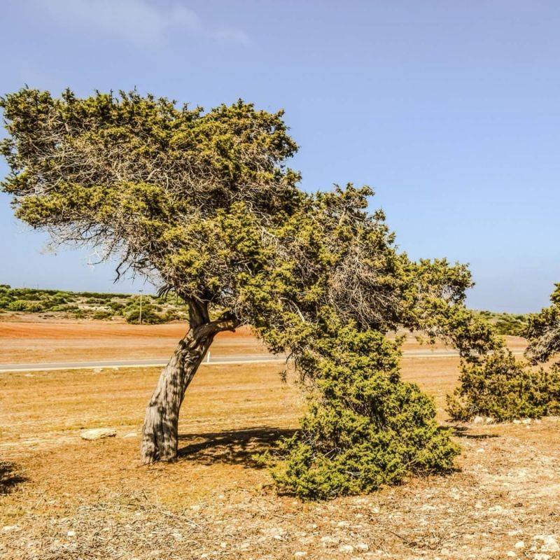 Genévrier de Phénicie (Juniperus phoenicea) - Godet - Taille 13/25cm - Pépinières Naudet