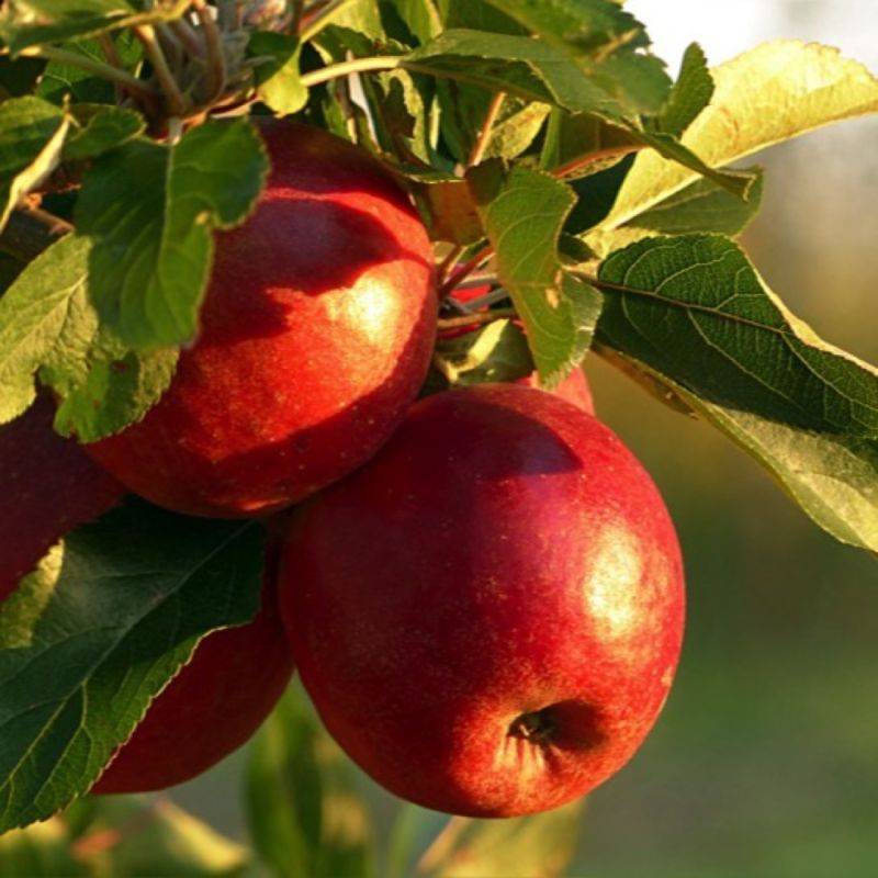 Pommier 'Fuji' (Malus domestica 'Fuji') - Scion de 80 à 100cm - Pépinières Naudet - Image 1