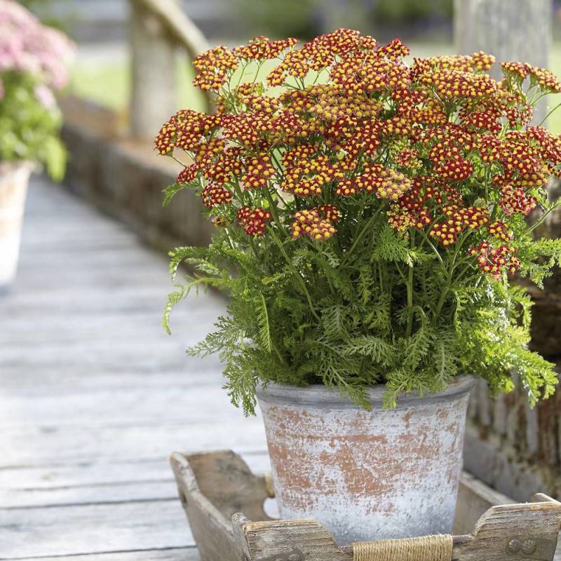 Achillée millefeuille Milly Rock™ Red à fleurs Rouge - feuillage Caduc - Pot de 3L - 20/40 cm-  hauteur à maturité De 0,50 m à 1,00 m - Image 1