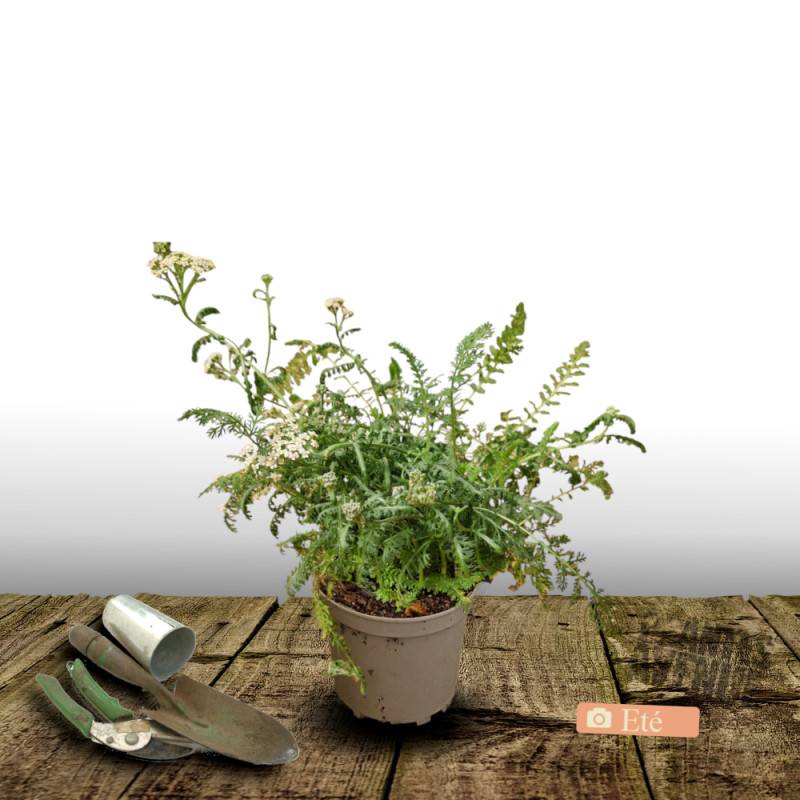 Achillée millefeuille Milly Rock™ Red à fleurs Rouge - feuillage Caduc - Pot de 3L - 20/40 cm-  hauteur à maturité De 0,50 m à 1,00 m - Image 3
