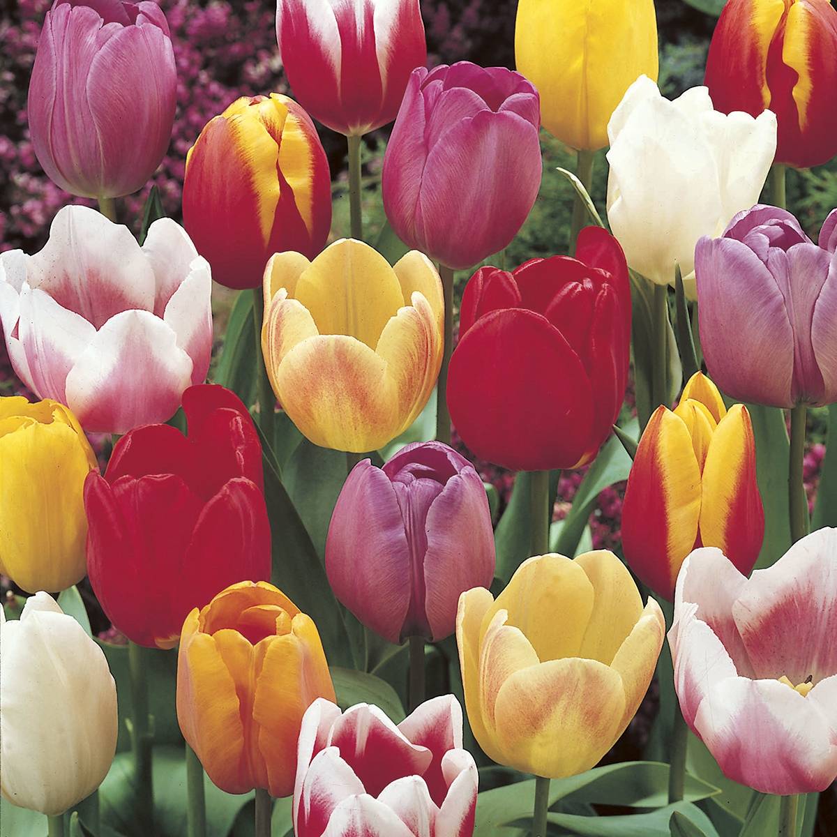 Promesse de Fleurs - Tulipes triomphes en mélange Bulbe calibre 12+ (par 10)