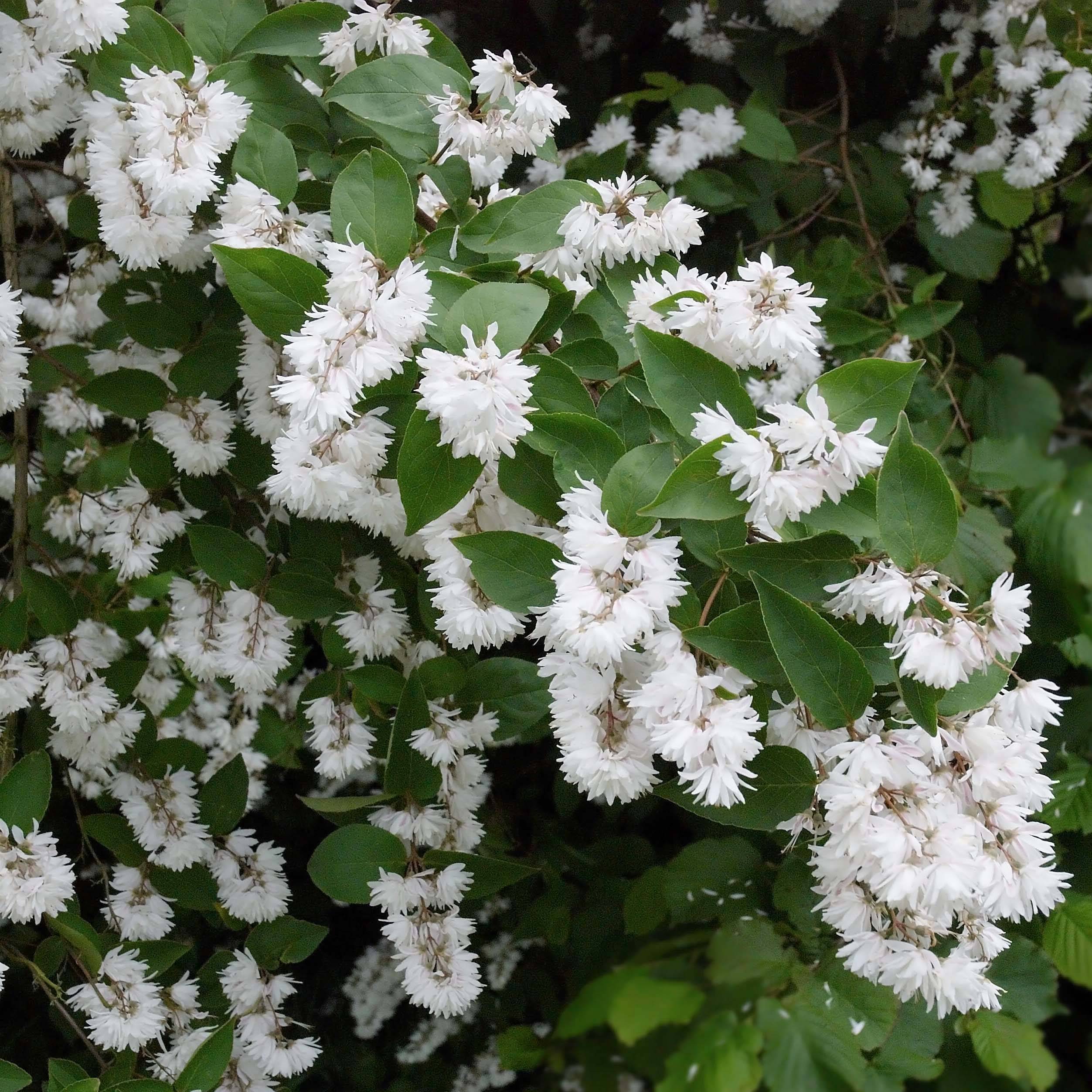 Promesse de Fleurs - Deutzia crenata Pride of Rochester Godet de 8/9 cm
