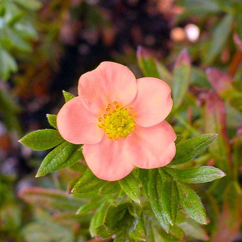 Potentille arbustive 'Lovely Pink' ® (Potentilla fruticosa 'Lovely Pink' ®) - Godet - Taille 10/15cm - Pépinières Naudet - Image 1