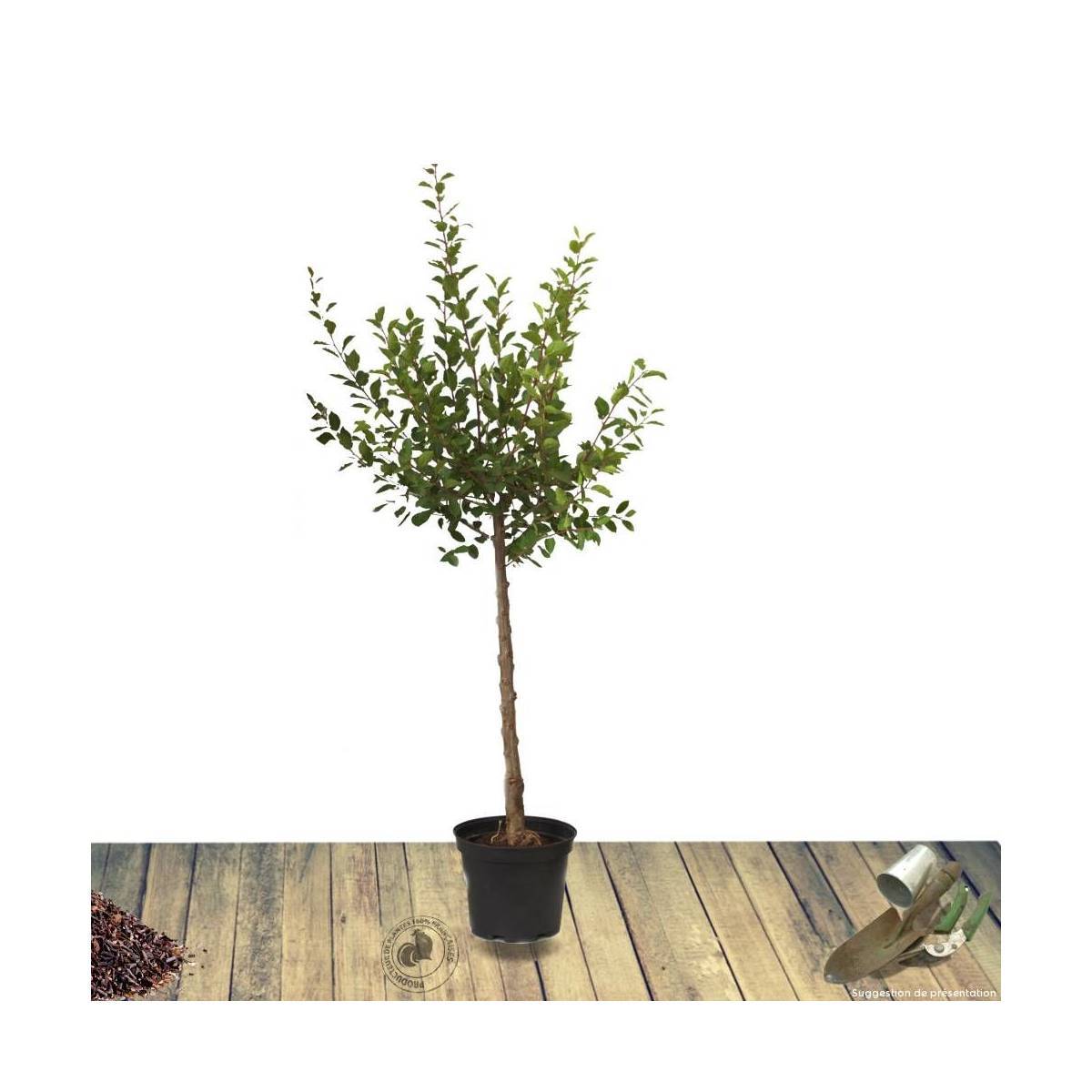 Abricotier Bergeron - Bon rendement - Pot de 10L - Gobelet 2 ans - 120/150 cm - De 3,00 m à 5,00 m - Image 3
