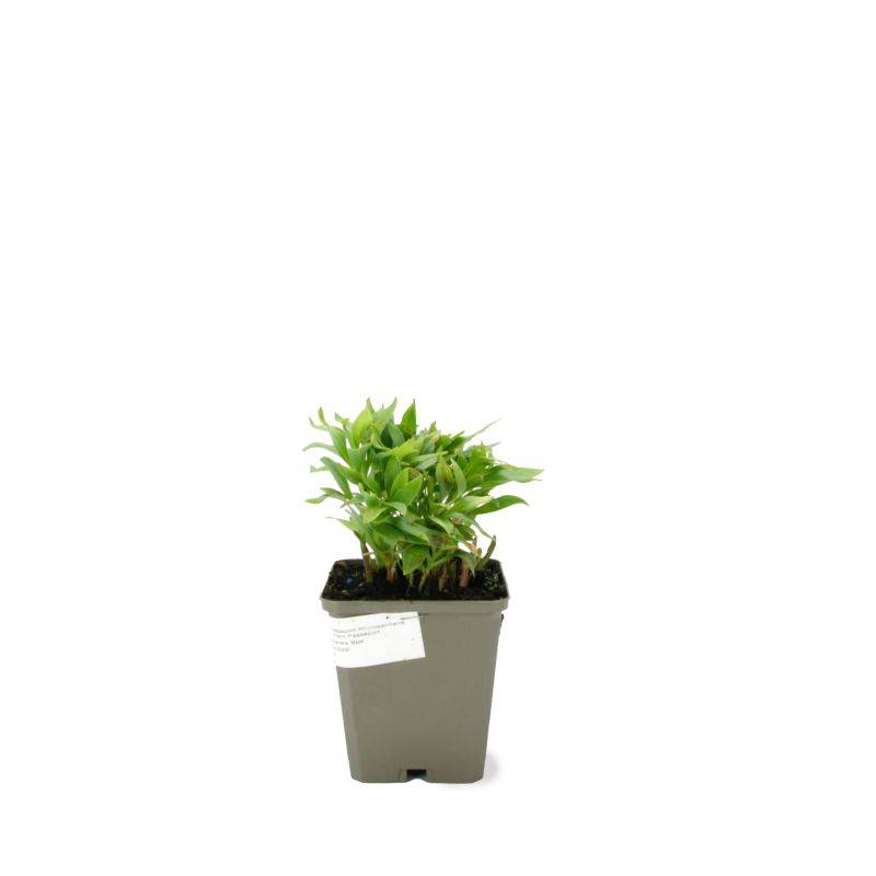 3 Lys des Incas 'Mazé' (Alstroemeria 'Mazé') - Lot de 3 vivaces - Pépinières Naudet - Image 2