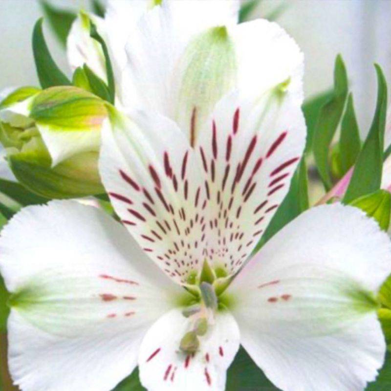 3 Lys des Incas 'Mazé' (Alstroemeria 'Mazé') - Lot de 3 vivaces - Pépinières Naudet