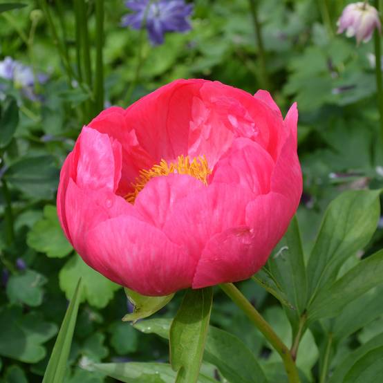 Promesse de Fleurs - Pivoine lactiflora Coral Magic Pot de 3L/4L