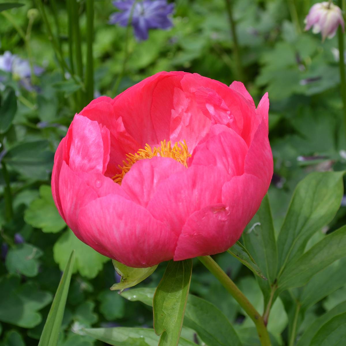 Promesse de Fleurs - Pivoine lactiflora Coral Magic Pot de 3L/4L