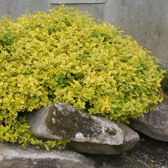 Promesse de Fleurs - Euonymus fortunei Emerald 'n gold - Fusain Pot de 4L/5L - Image 1