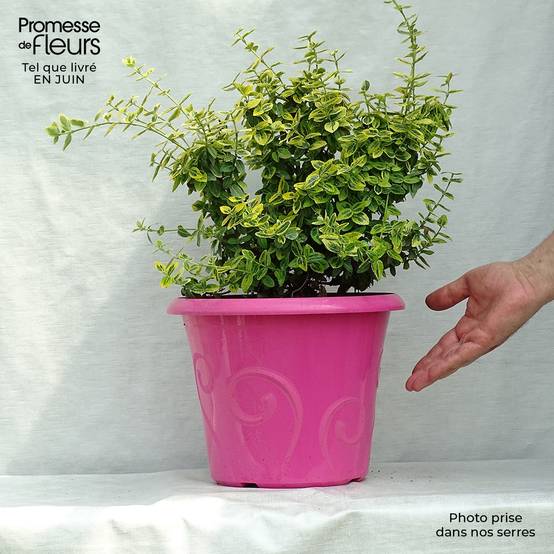 Promesse de Fleurs - Euonymus fortunei Emerald 'n gold - Fusain Pot de 4L/5L - Image 2