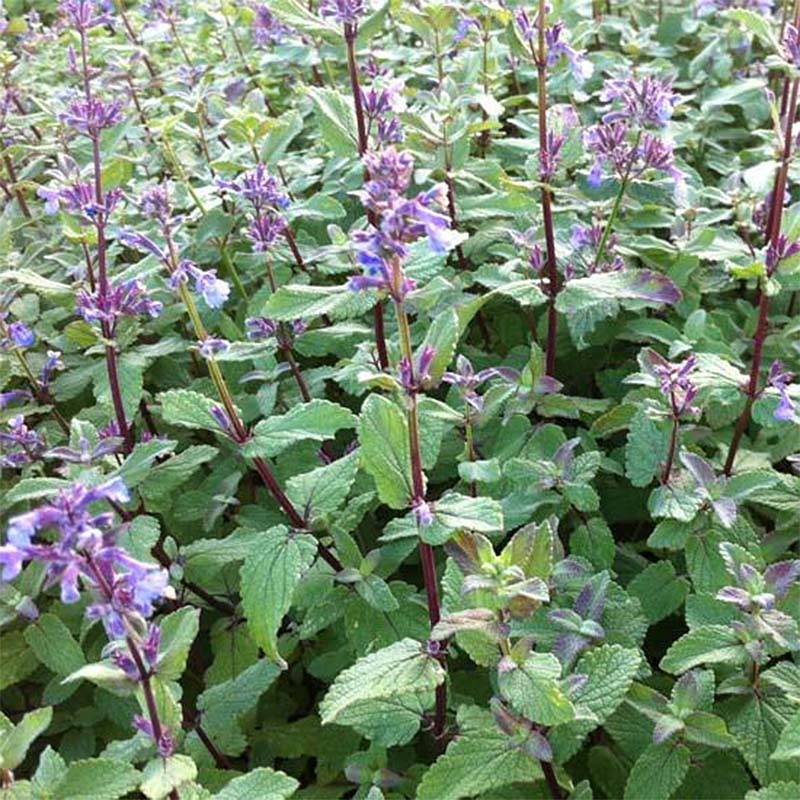 Nepeta grandiflora Bramdean Godet de 8/9 cm