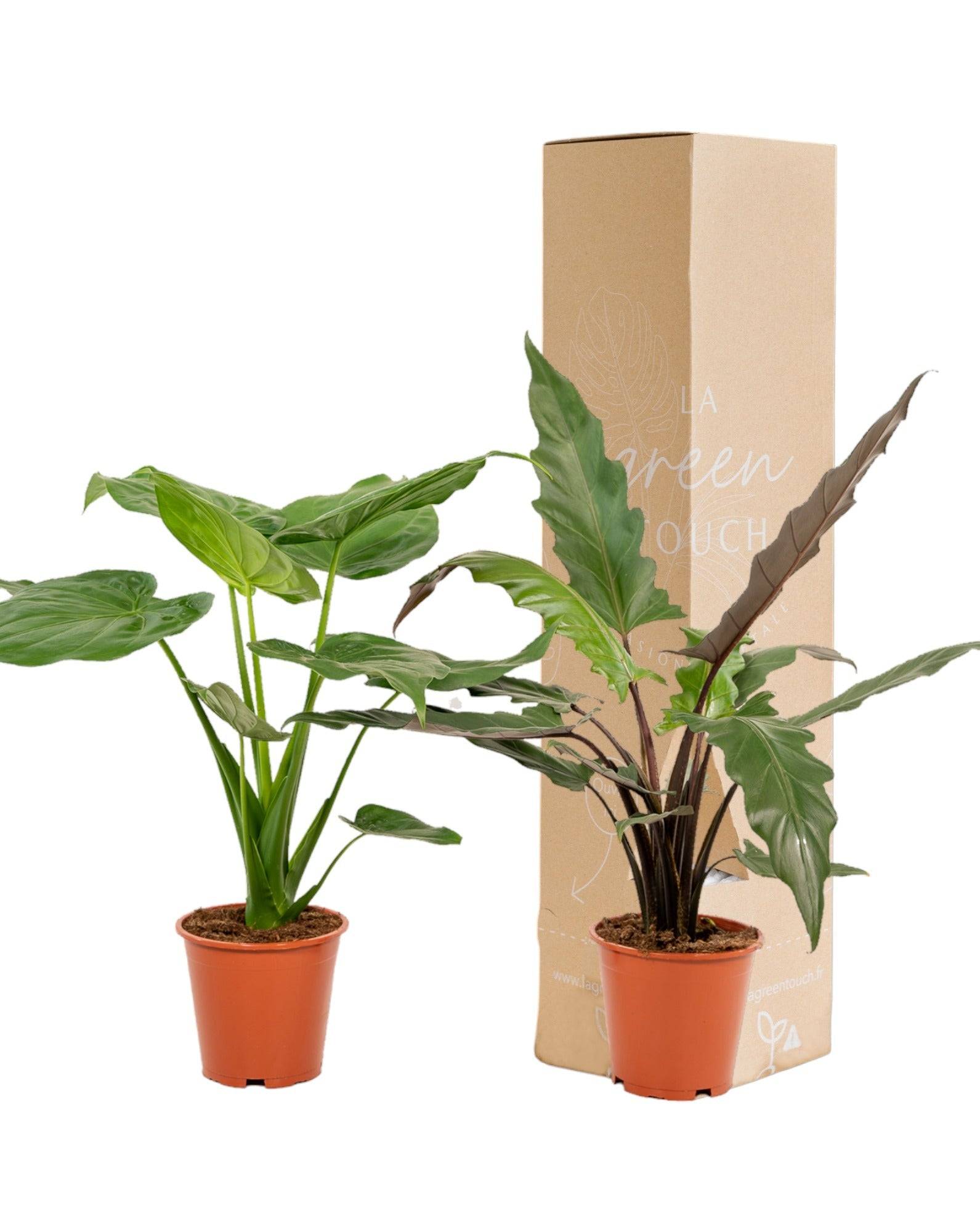 La Green Touch - Alocasia Cucullata - H19cm - Image 1