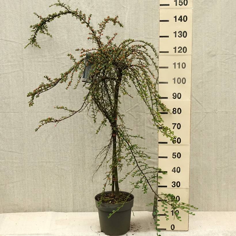 Promesse de Fleurs - Cotoneaster praecox Boer Pot de 7,5L/10L, Tige, Tige de 80 - Image 2