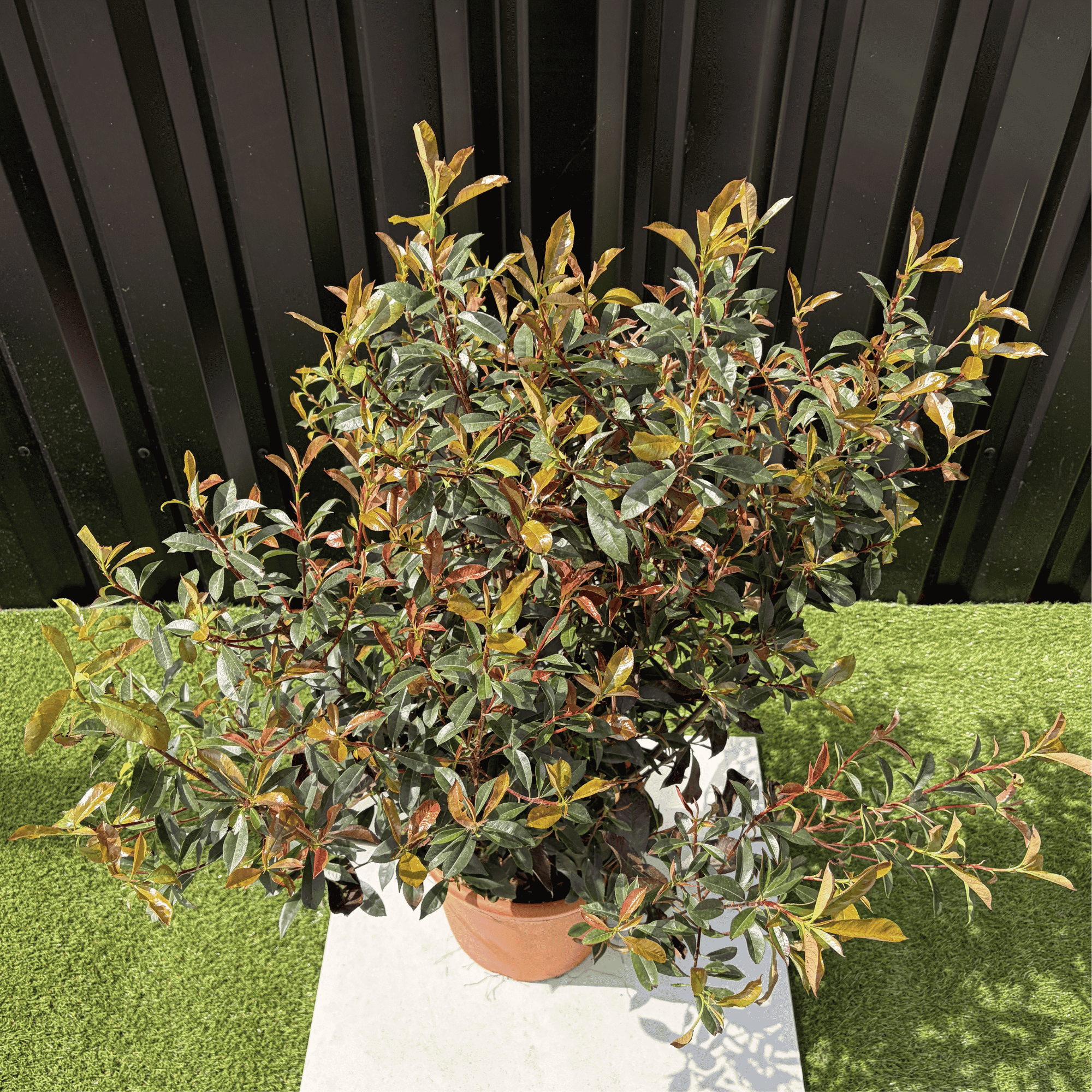 Photinia Fraseri Compacta Carré Rouge Hauteur 100 cm - Image 4