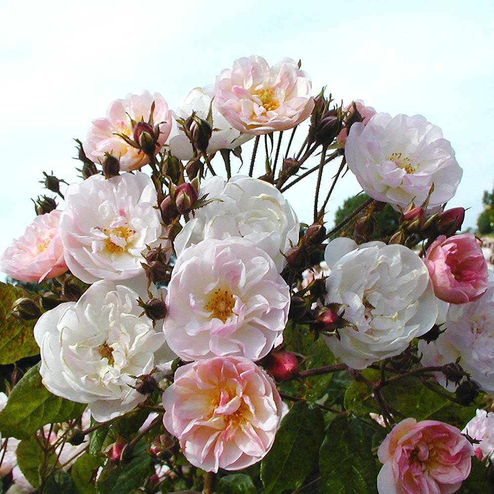 Rosier grimpant Dentelle de Malines Pot de 4L/5L