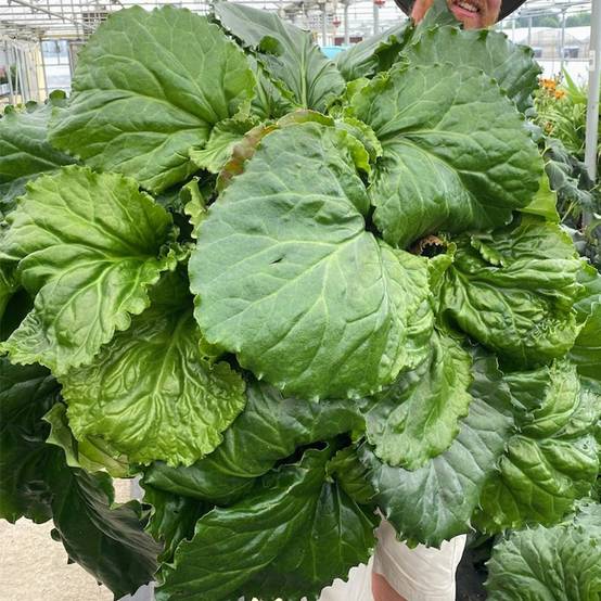 Bergenia Ripple Effect Pot de 2L/3L