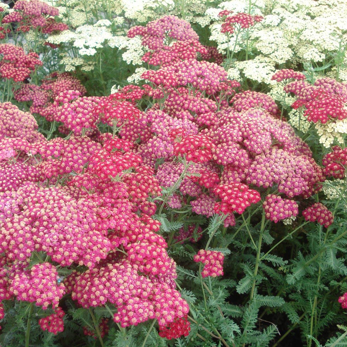 Promesse de Fleurs - Achillée millefolium Red Velvet Godet de 8/9 cm