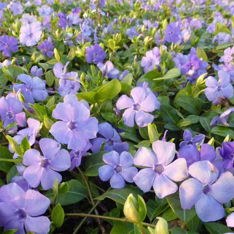 Promesse de Fleurs - Vinca minor Flower Power - Petite pervenche Godet de 8/9 cm
