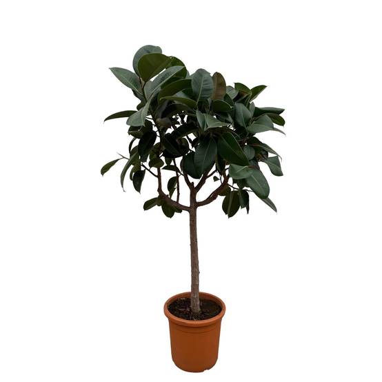 La Green Touch - Ficus Elastica Robusta Sur Tige - D40 H200cm