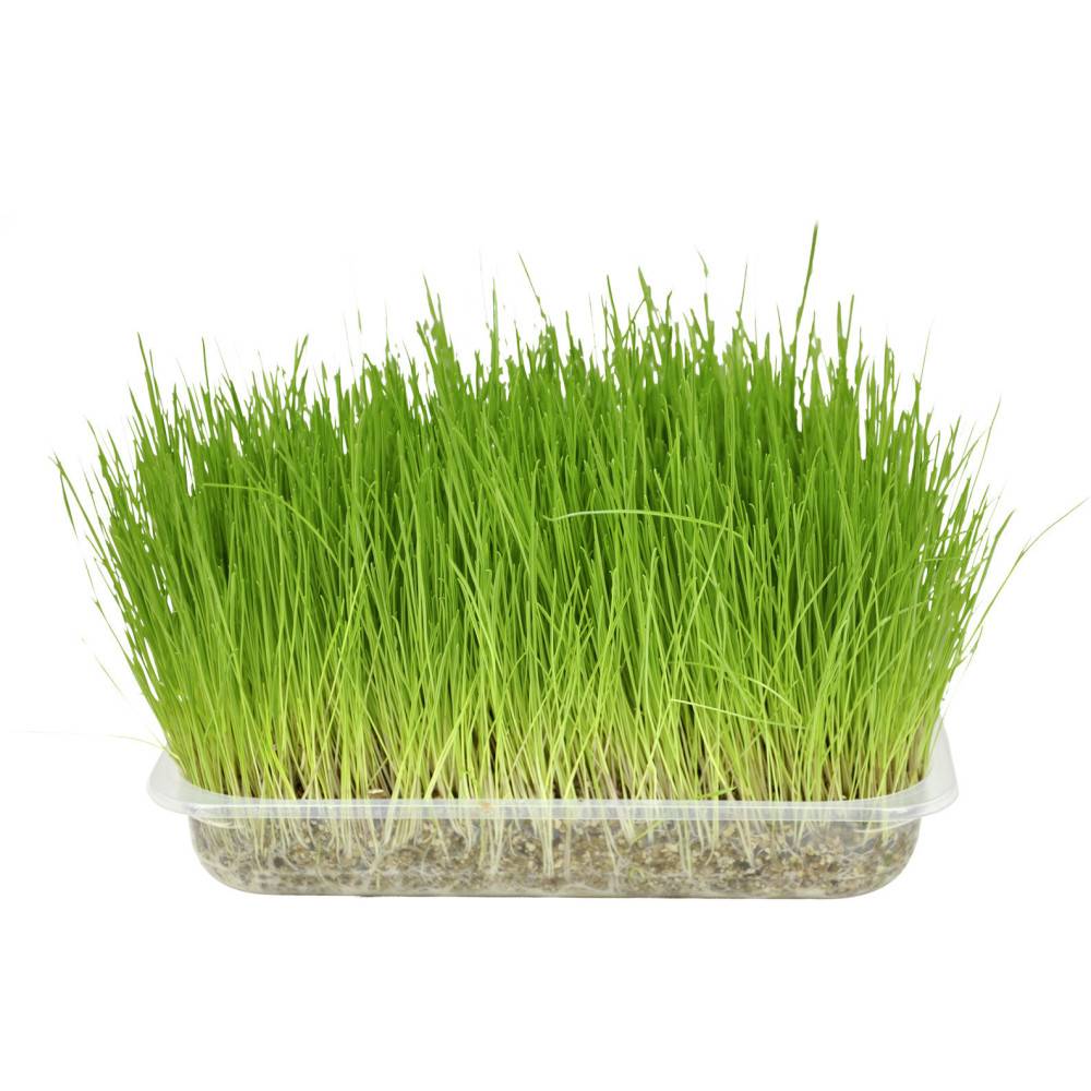 Flamingo - Semence Herbe à chat, barquette de 140g - Image 1
