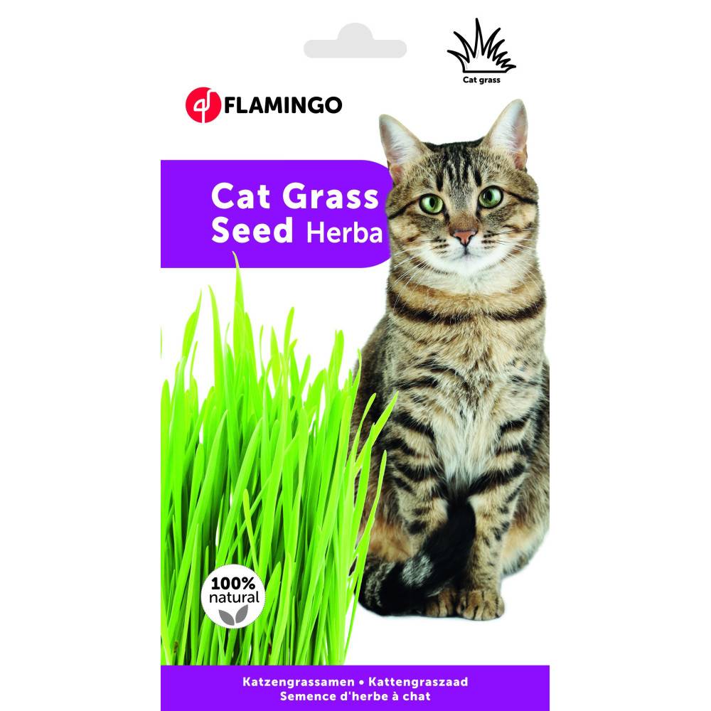 Flamingo - Semence Herbe à chat, barquette de 140g - Image 2