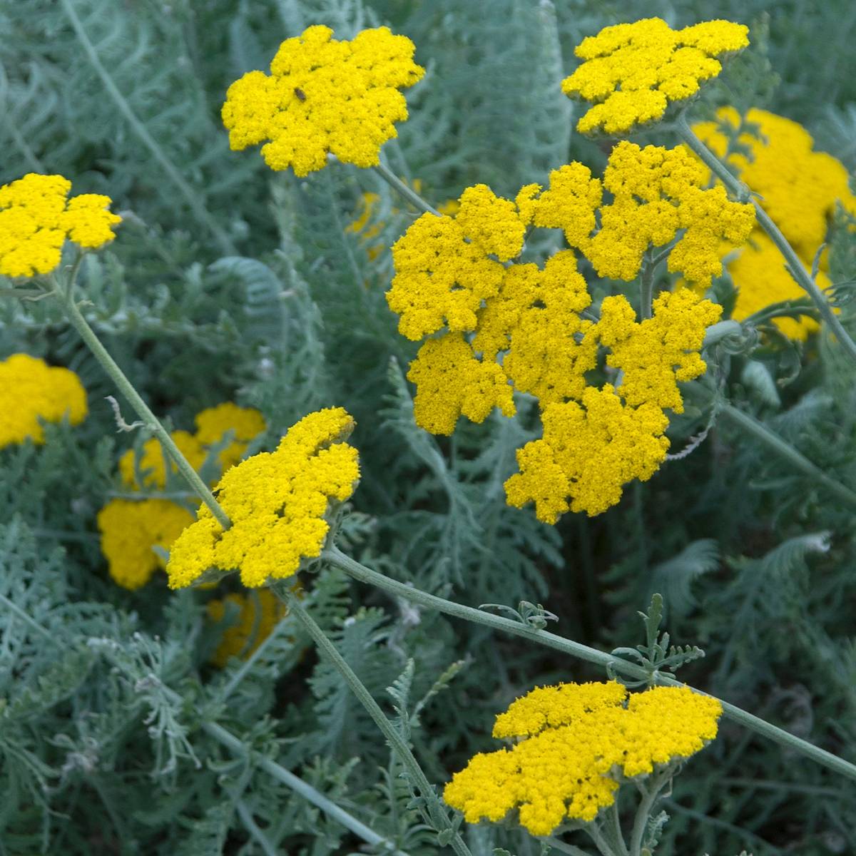 Promesse de Fleurs - Achillea clypeolata - Achillée Godet de 8/9 cm