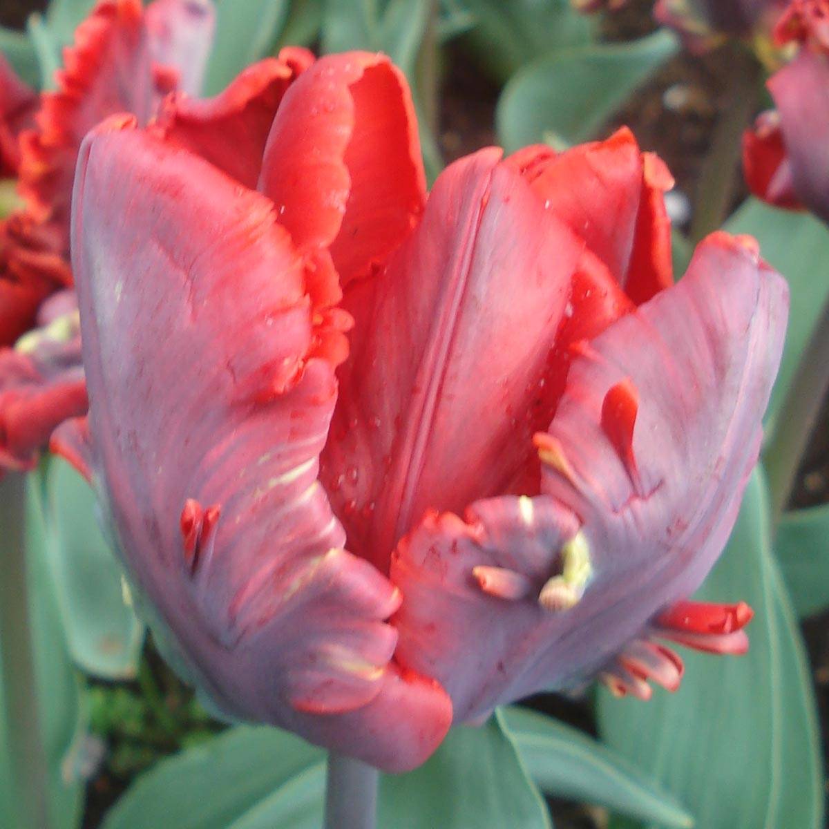 Promesse de Fleurs - Tulipe Perroquet Rococo Bulbe calibre 11+ (par 10)