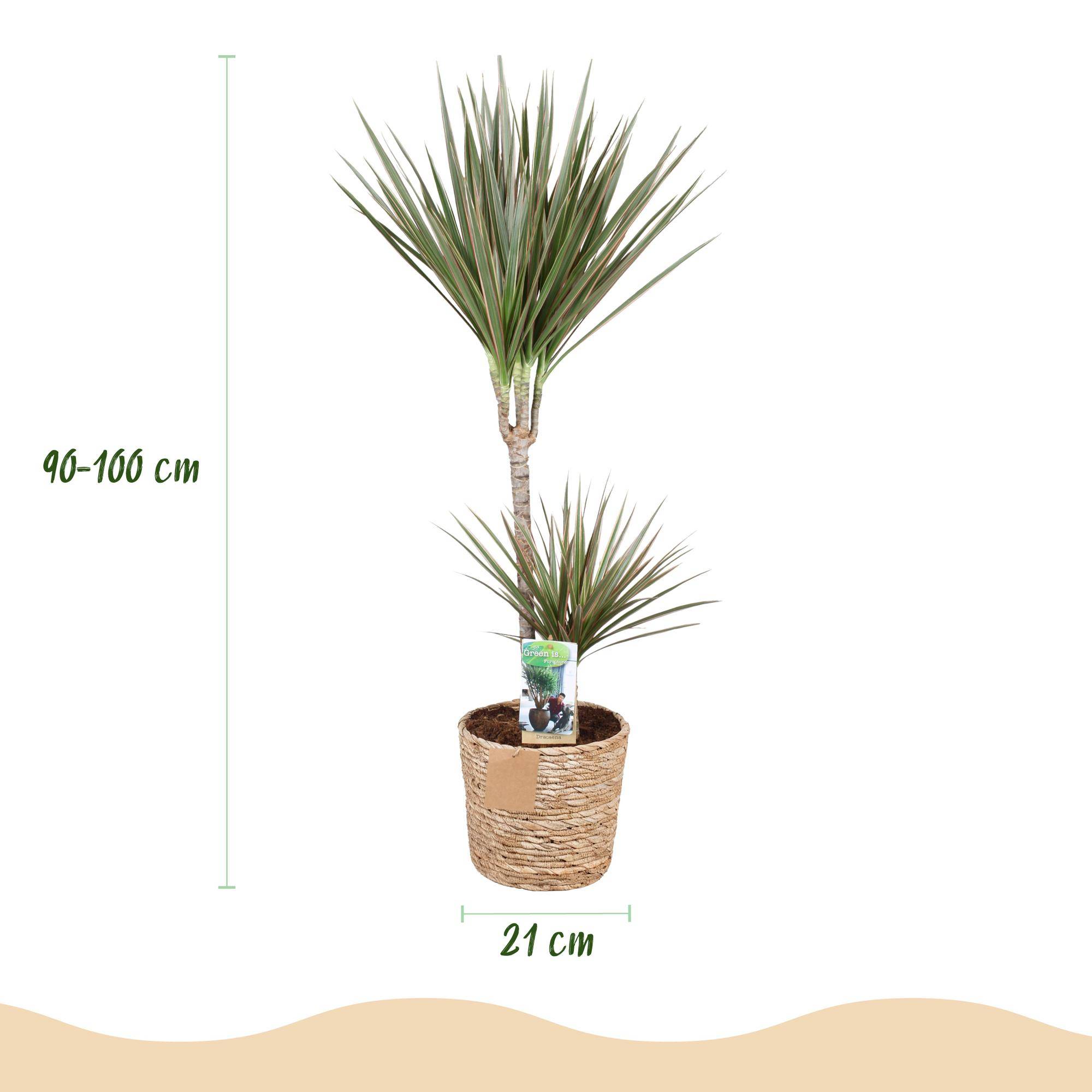 Dracaena Marginata Bicolor - Pot de 21cm - Panier - Plantes d'intérieur - Image 3
