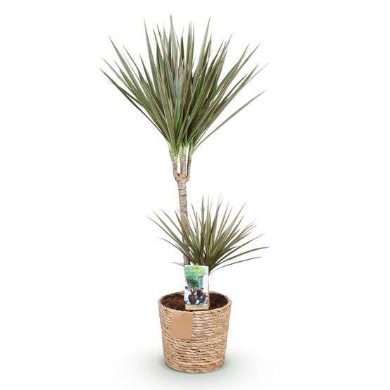Dracaena Marginata Bicolor - Pot de 21cm - Panier - Plantes d'intérieur - Image 2