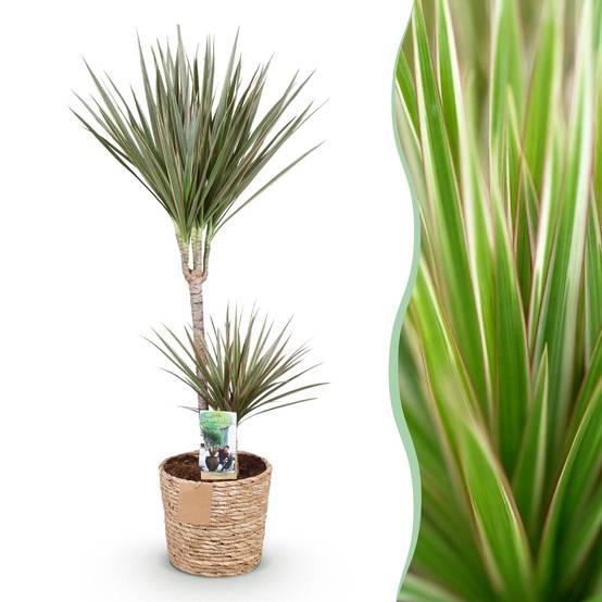 Dracaena Marginata Bicolor - Pot de 21cm - Panier - Plantes d'intérieur - Image 1