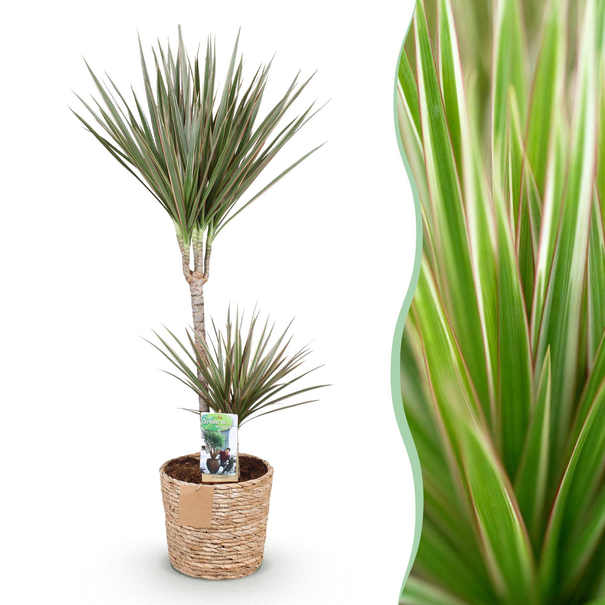 Dracaena Marginata Bicolor - Pot de 21cm - Panier - Plantes d'intérieur - Image 1