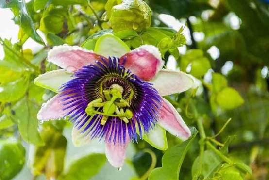 0 - Passiflora edulis var. flavicarpa ADULTE (Fruit de la passion (Grenadille jaune) Pot de 25L - 200-225cm - Image 1