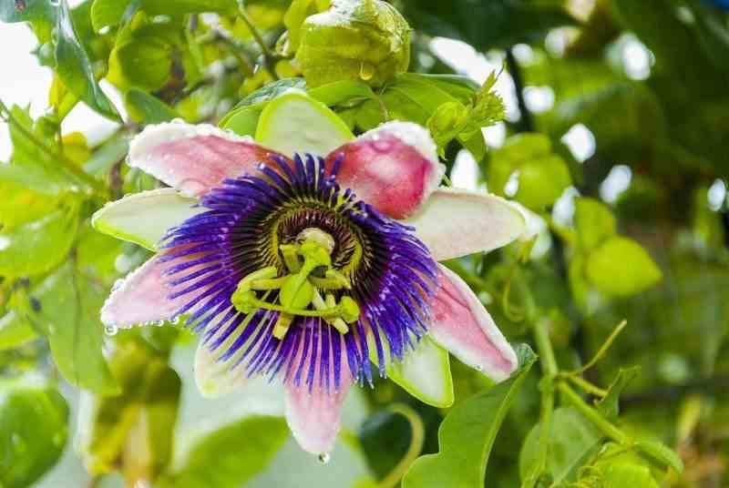 0 - Passiflora edulis var. flavicarpa ADULTE (Fruit de la passion (Grenadille jaune)  Pot de 25L - 200-225cm - Image 1