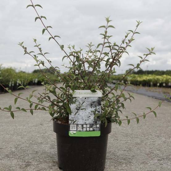 Promesse de Fleurs - Deutzia monbeigii Pot de 2L/3L