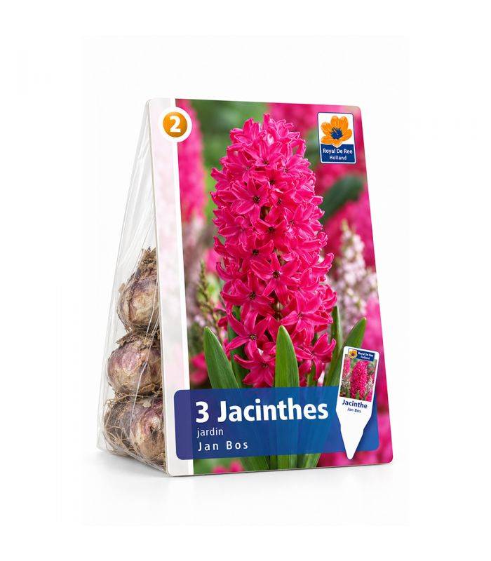 Jacinthe Jan Bos Sgaravatti 3 bulbes rouges, floraison printanière parfumée idéale en pot ou massif - 617019 - Image 2
