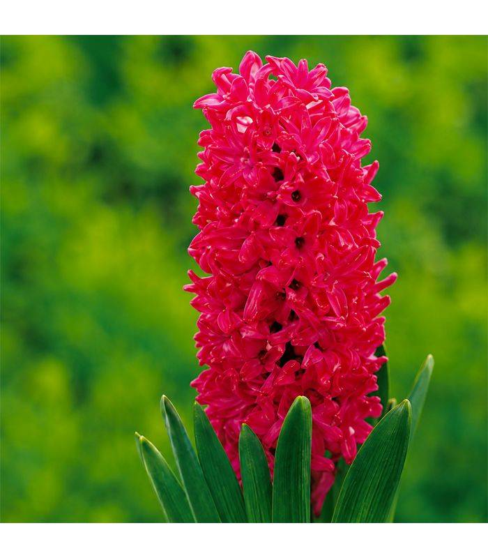 Jacinthe Jan Bos Sgaravatti 3 bulbes rouges, floraison printanière parfumée idéale en pot ou massif - 617019 - Image 1