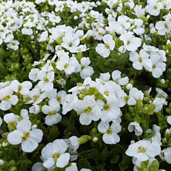 Arabis caucasica Snowcap (Schneehaube) Godet de 8/9 cm