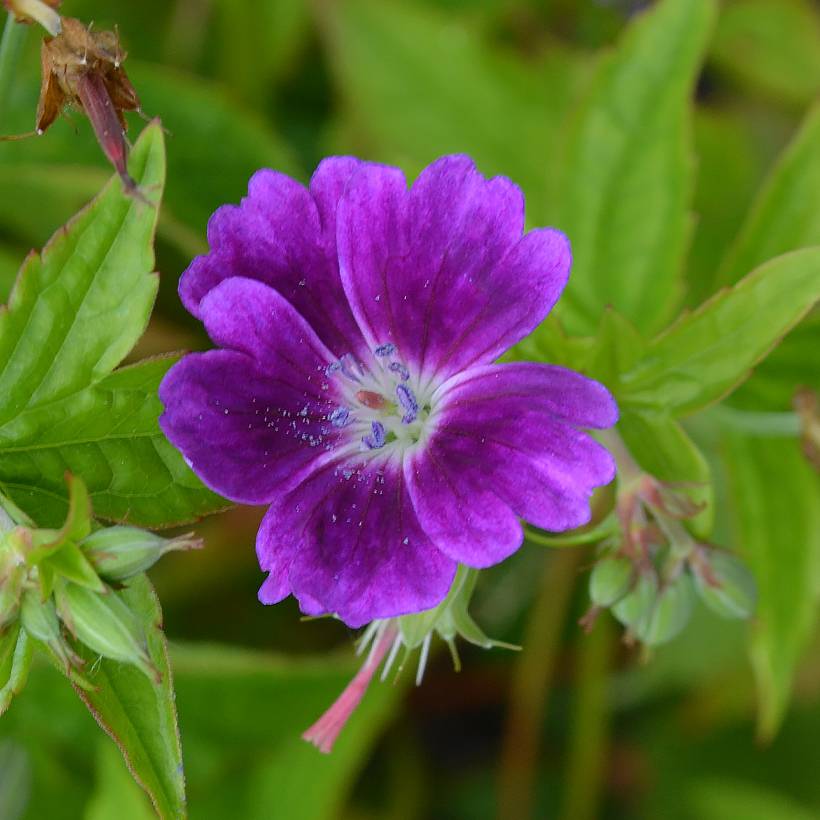 Geranium vivace nodosum Tony's Talisman - Géranium noueux Godet de 8/9 cm