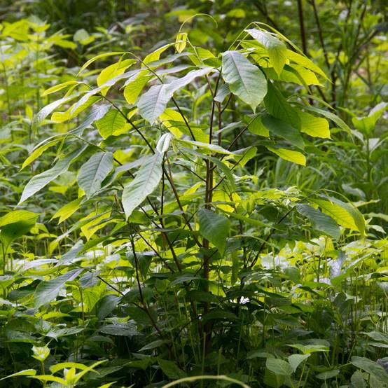 Promesse de Fleurs - Asimina triloba - Pawpaw Pot de 2L/3L