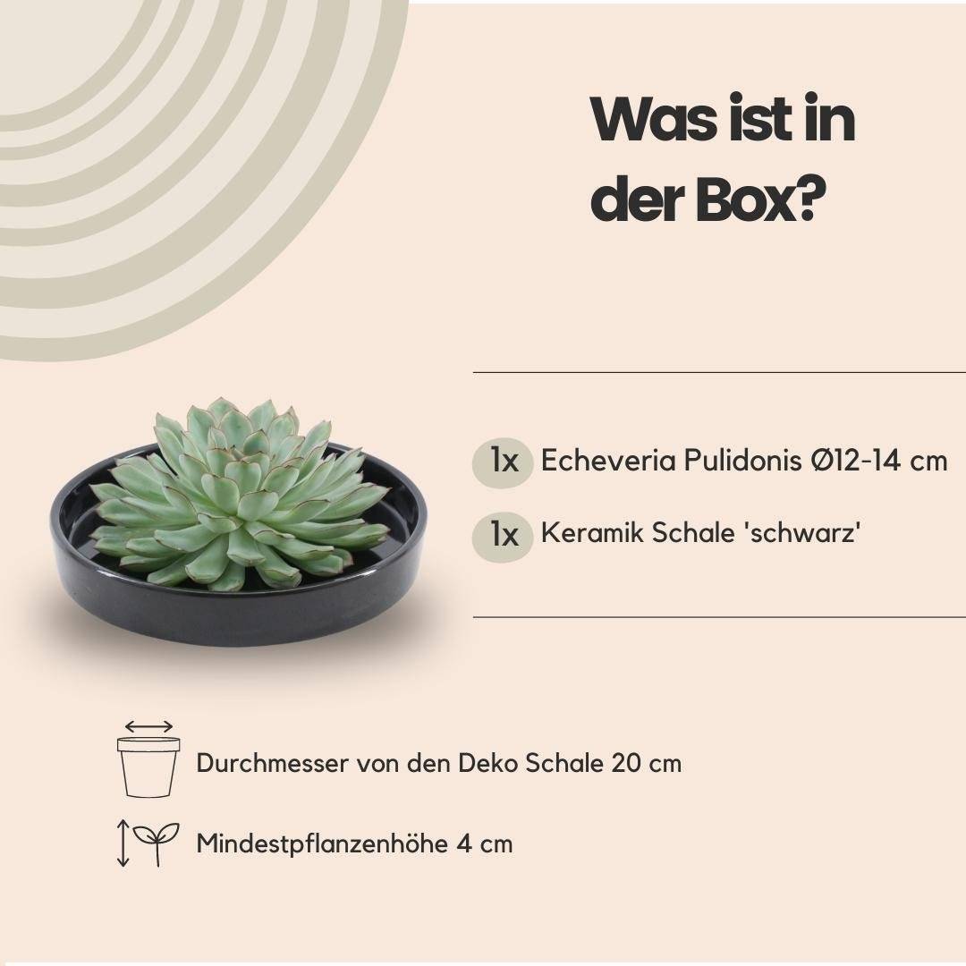 Echeveria Pulidonis Sans Racines- La Green Touch - Image 4