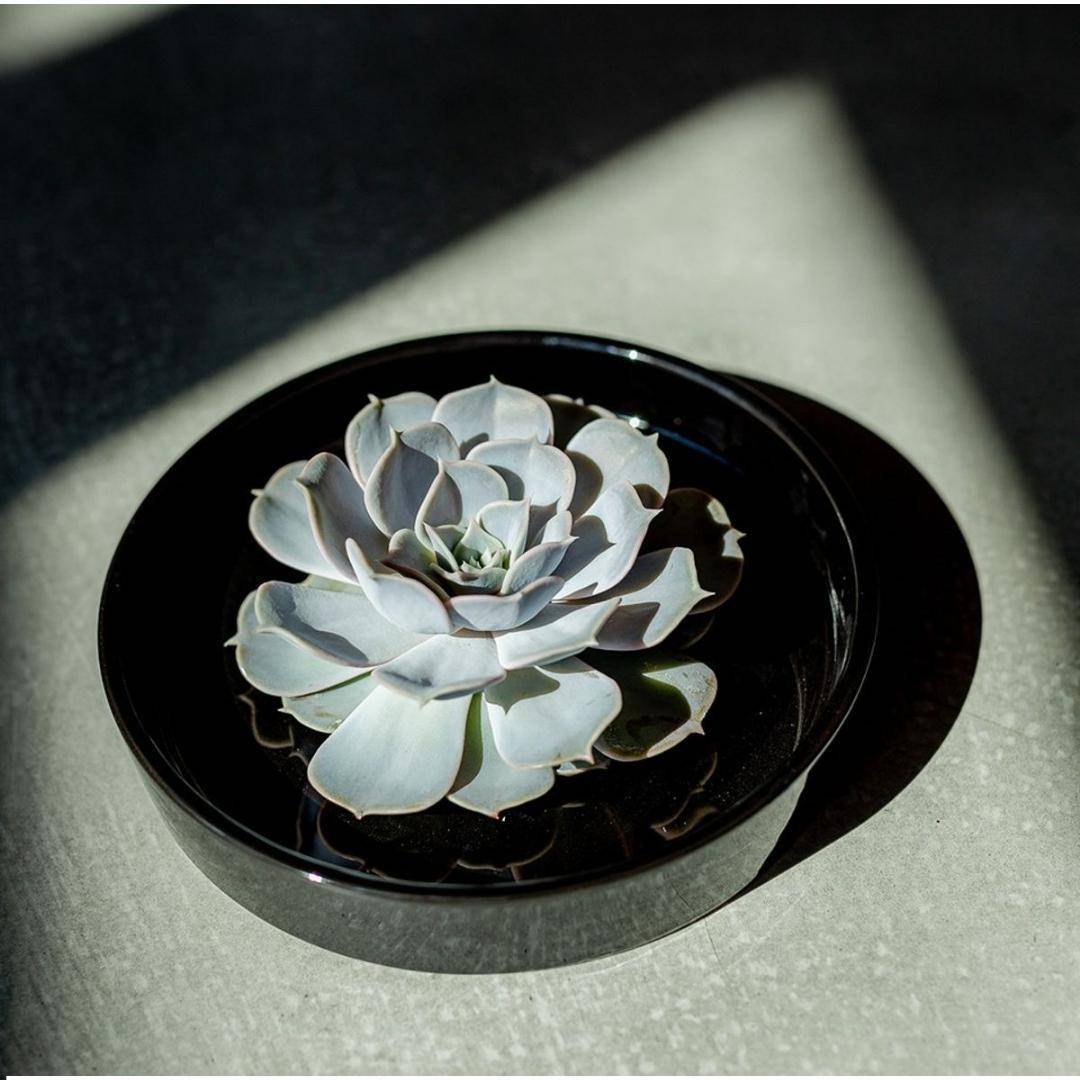 Echeveria Pulidonis Sans Racines- La Green Touch - Image 2