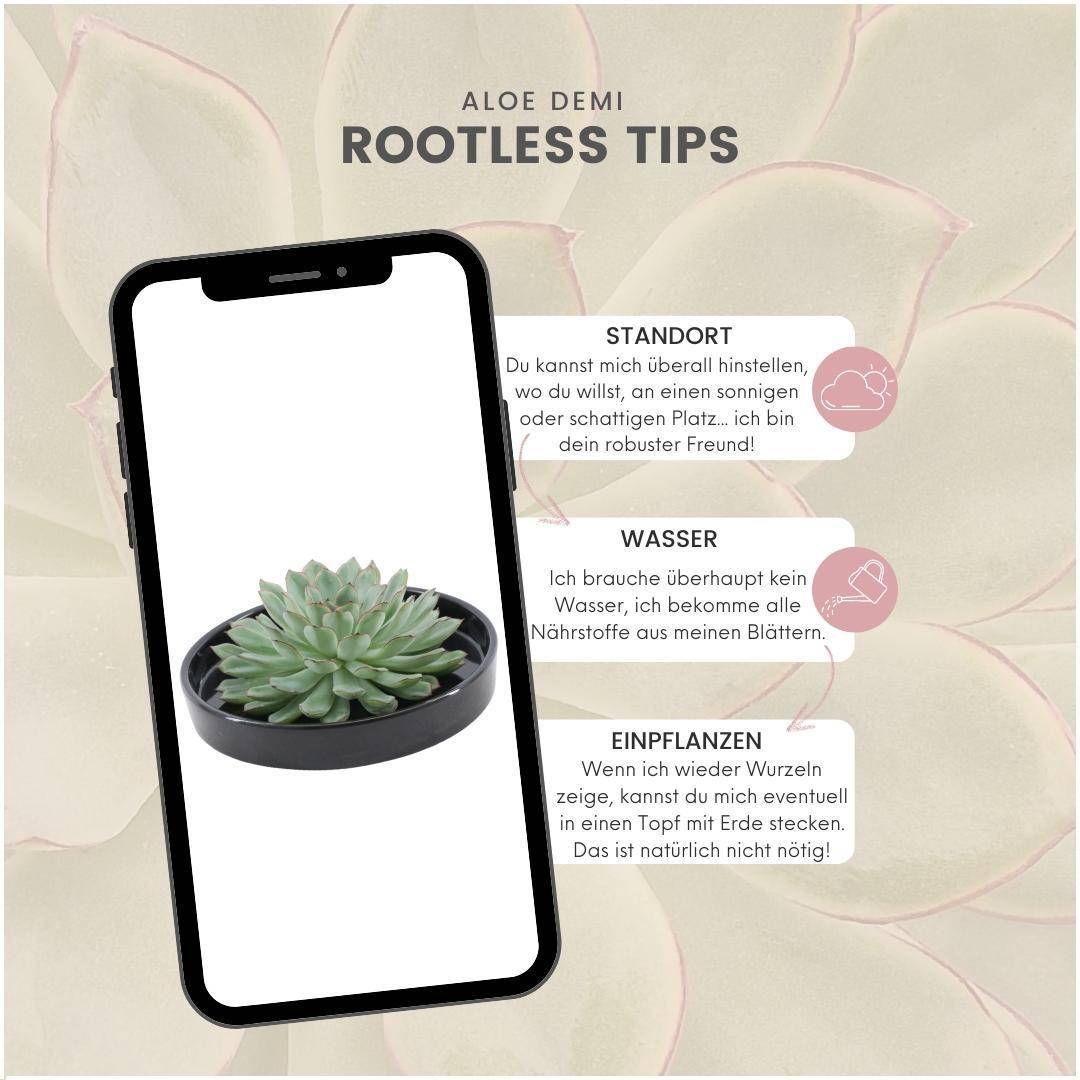 Echeveria Pulidonis Sans Racines- La Green Touch - Image 5