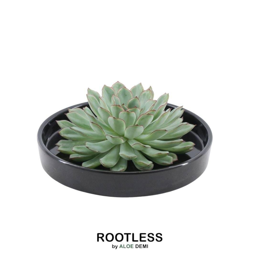 Echeveria Pulidonis Sans Racines- La Green Touch - Image 1