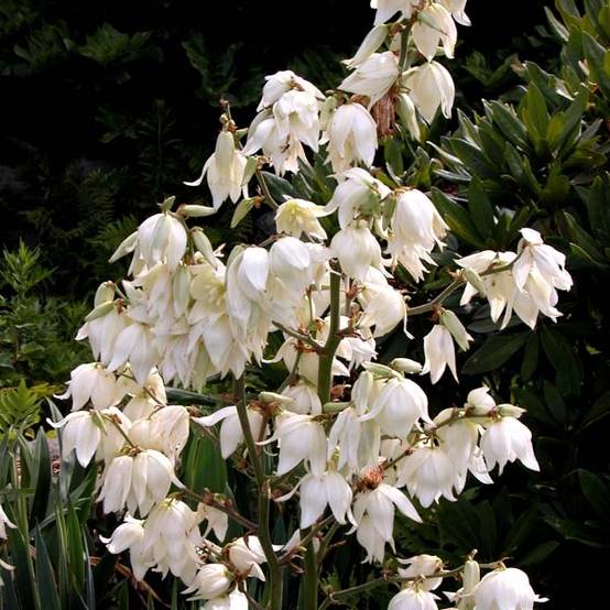 Promesse de Fleurs - Yucca filamentosa Godet de 8/9 cm