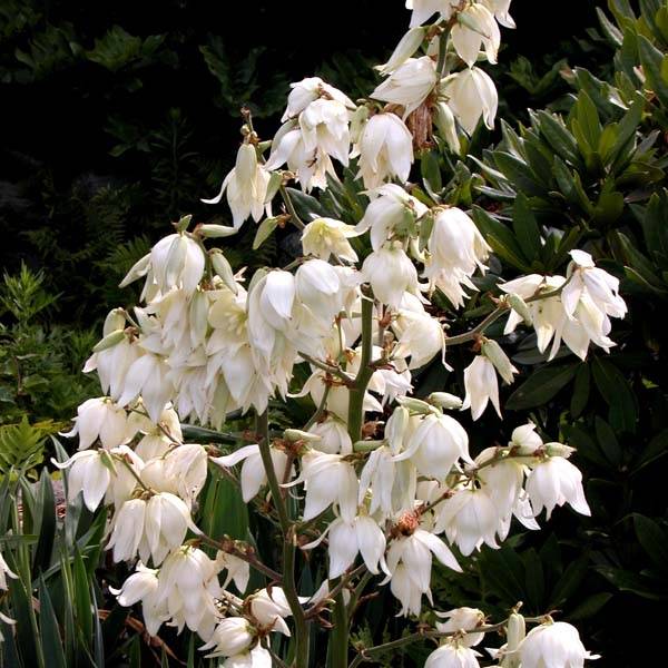 Promesse de Fleurs - Yucca filamentosa Godet de 8/9 cm