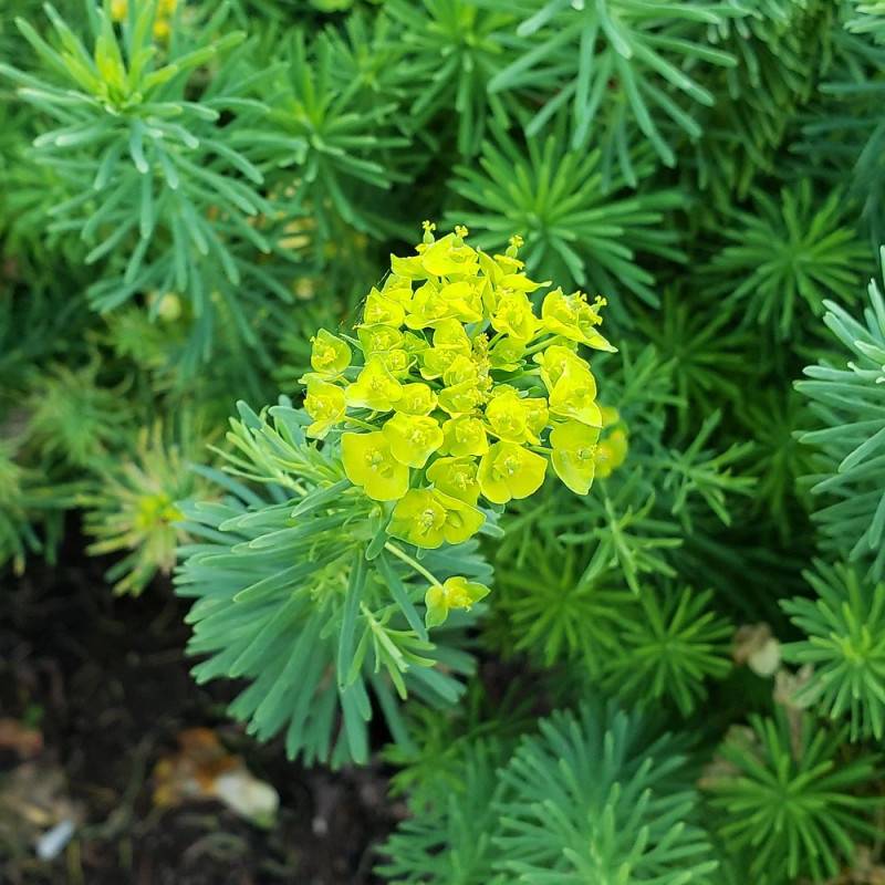 Euphorbe Copton Ash à fleurs Jaune/Vert - feuillage Persistant - Godet - 5/20 cm - Image 2