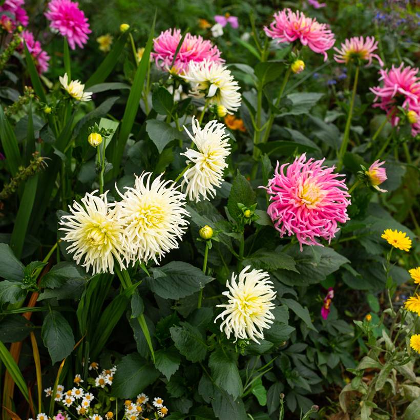 Promesse de Fleurs - Graines de Dahlia Cactus Hybrids Mix le sachet de 50 graines environ (0,6g)