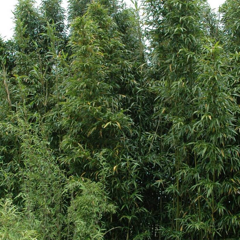 Semiarundinaria fastuosa Viridis - Bambou Pot de 4L/5L