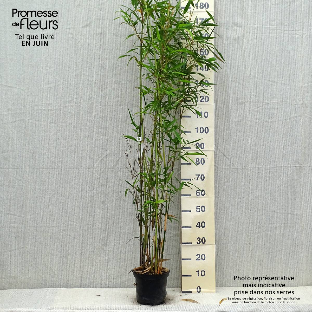 Semiarundinaria fastuosa Viridis - Bambou Pot de 4L/5L - Image 2
